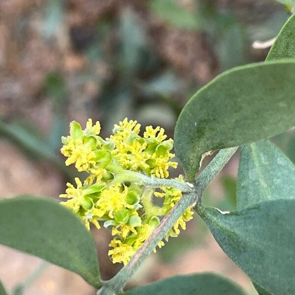 Simmondsia chinensis Flor