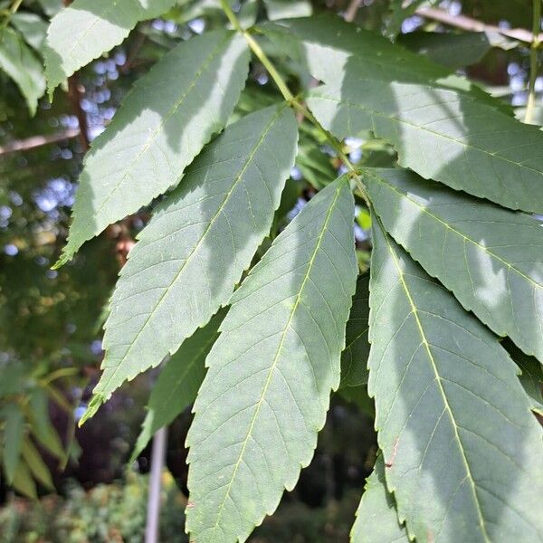 Fraxinus excelsior 葉