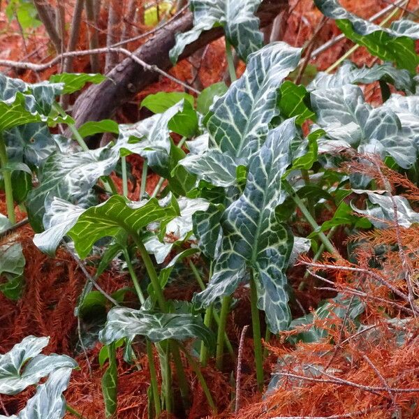 Arum italicum পাতা