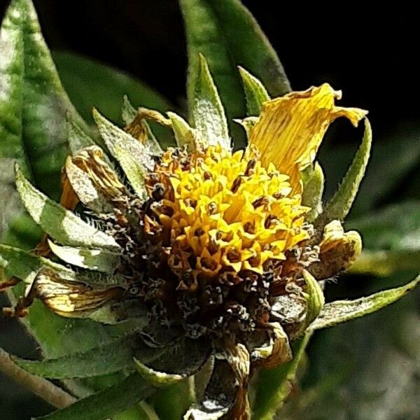 Helianthus × laetiflorus Fruit