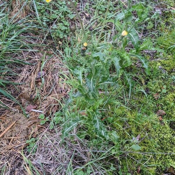 Sonchus asper ফুল