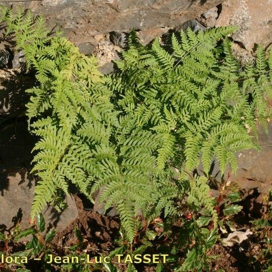 Pteris multifida عادت