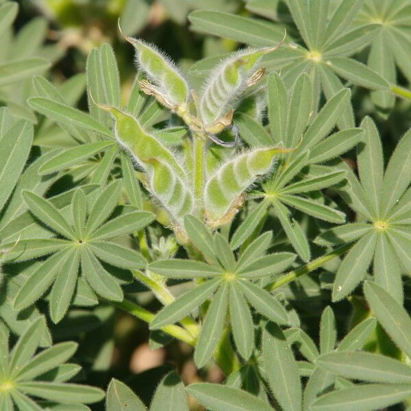 Lupinus digitatus ഇല