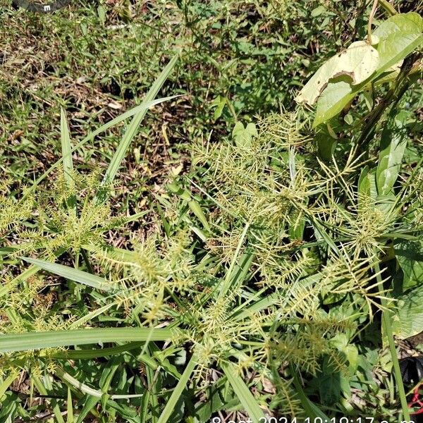 Cyperus odoratus Liść