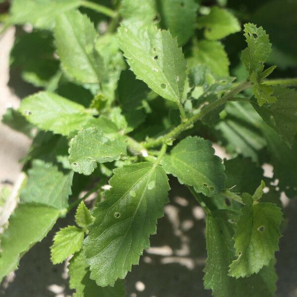 Hibiscus micranthus List