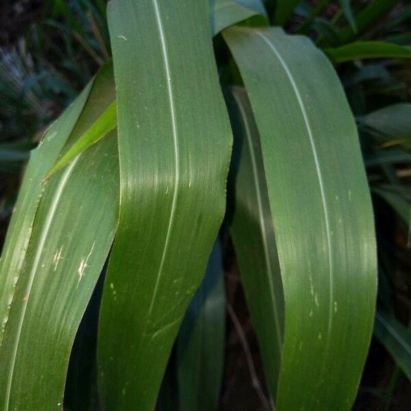 Setaria palmifolia Blad