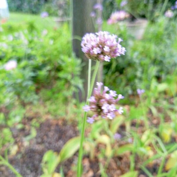 Verbena bonariensis Flor