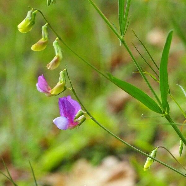 Lathyrus clymenum Blodyn