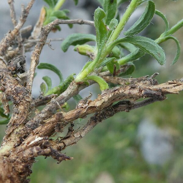 Sideritis hyssopifolia 树皮