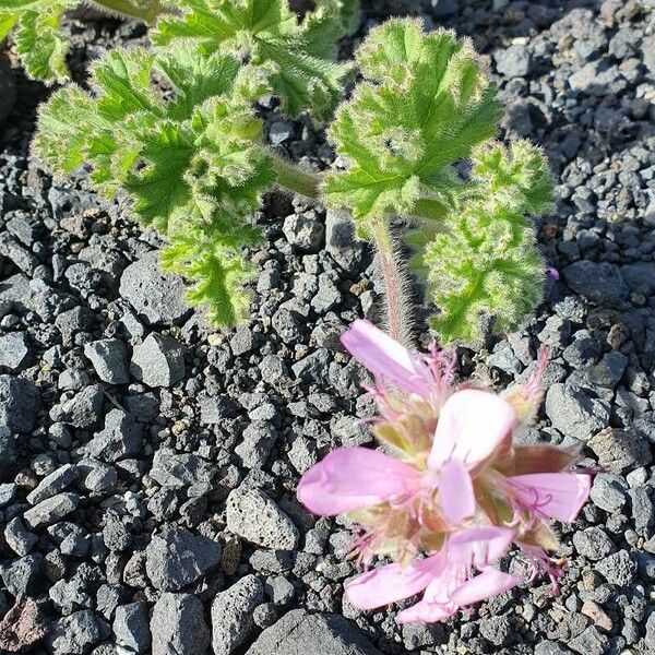 Pelargonium capitatum Flor