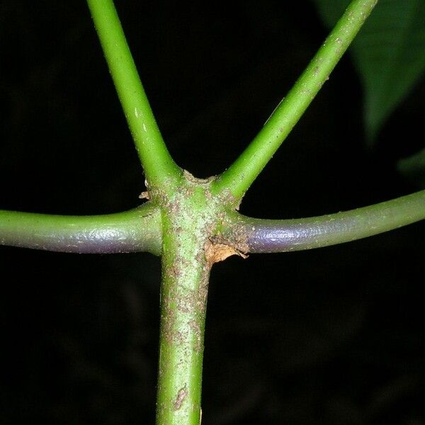 Miconia centrodesma