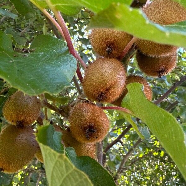 Actinidia chinensis Fruchs