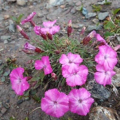 Dianthus pavonius Flower