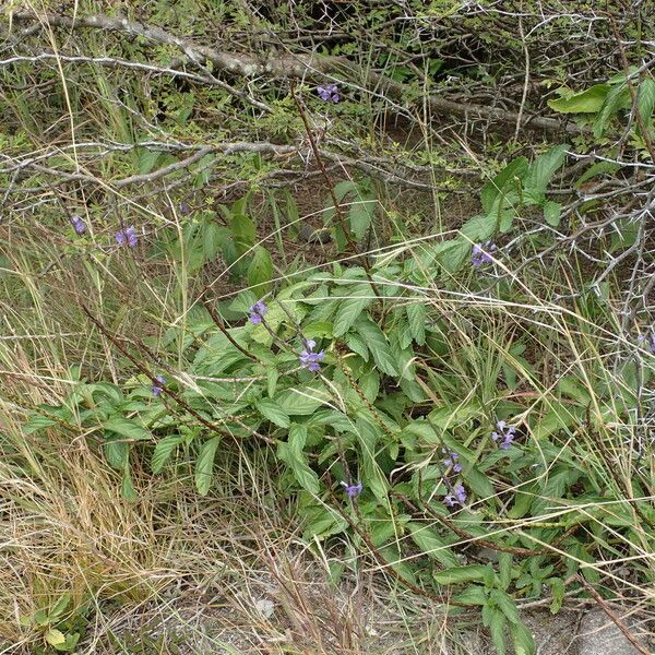 Stachytarpheta jamaicensis Habit