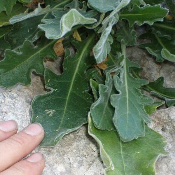 Biscutella frutescens Leaf