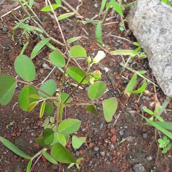 Oxalis barrelieri 花