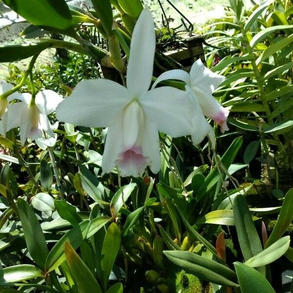 Cattleya pumila Kukka