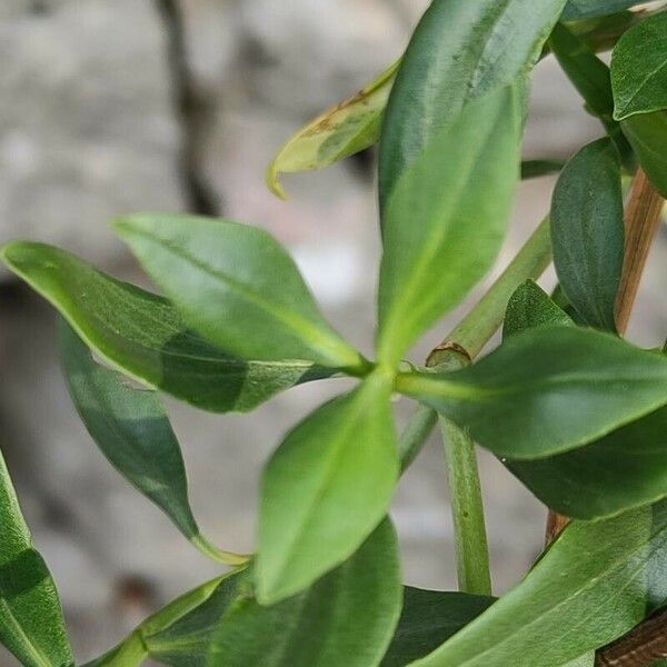 Centranthus angustifolius Leaf