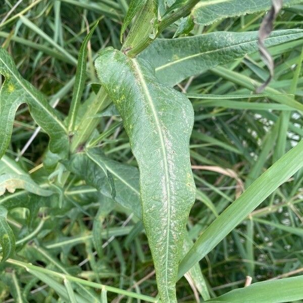 Sonchus palustris Leaf