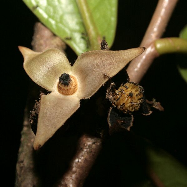 Duguetia eximia Flower