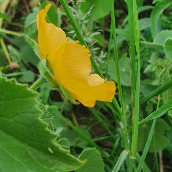 Abutilon mauritianum 花