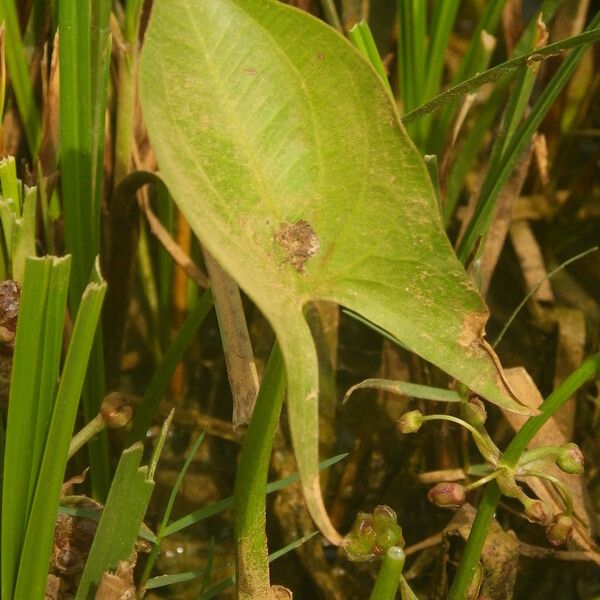 Limnophyton obtusifolium Leaf