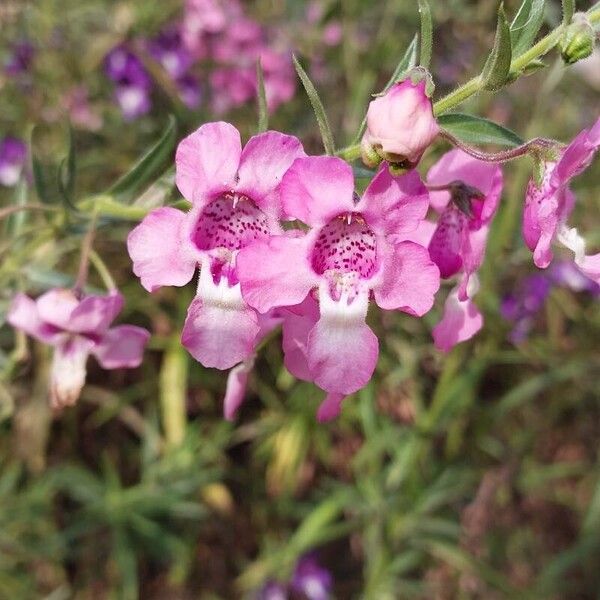 Angelonia biflora Квітка