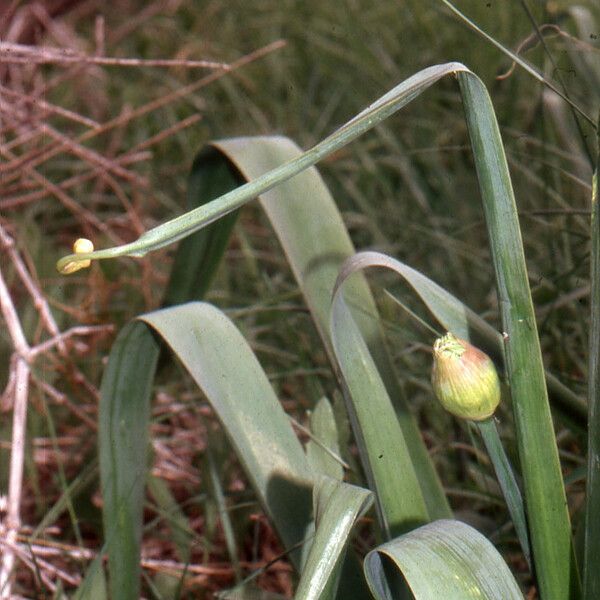 Allium nigrum Leaf
