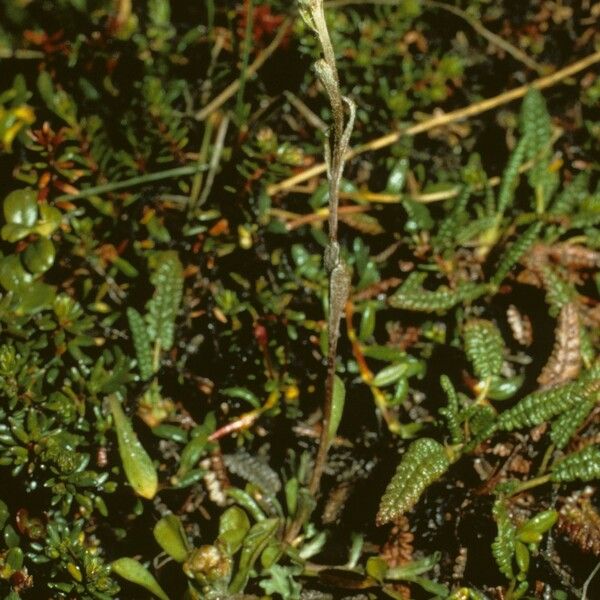 Antennaria monocephala Habit