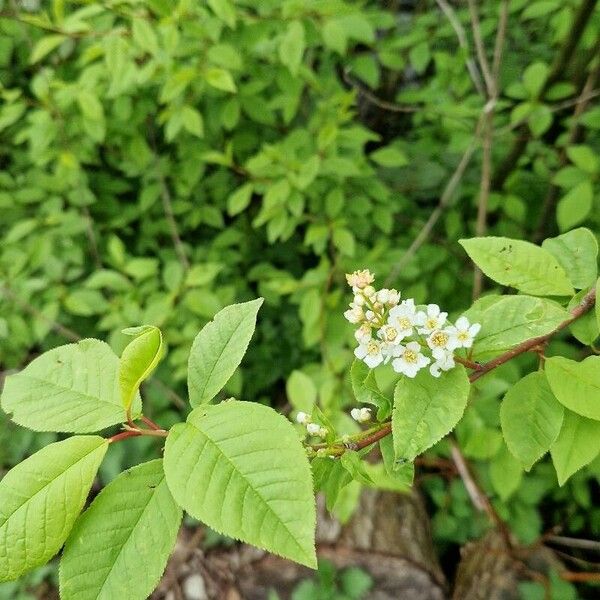 Prunus virginiana Кветка