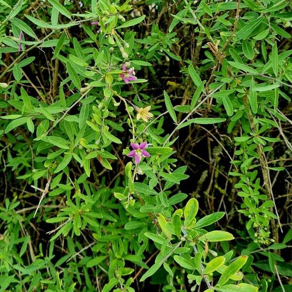 Lycium barbarum Hábitos