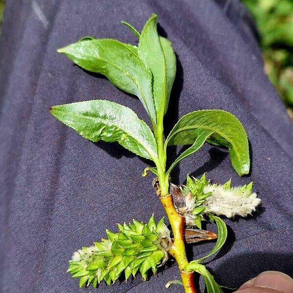 Salix daphnoides Folha