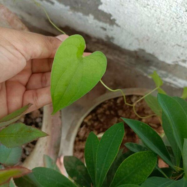 Dioscorea bulbifera Blad