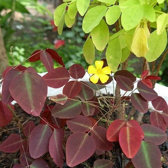 Oxalis hedysaroides Feuille