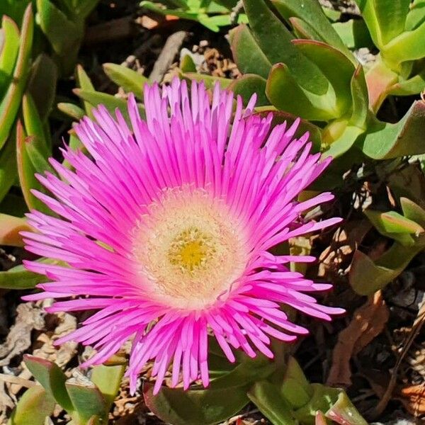 Carpobrotus acinaciformis Flower