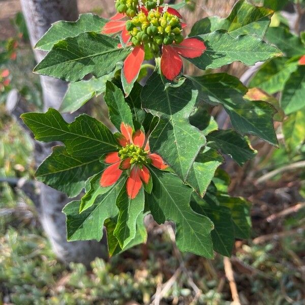 Euphorbia heterophylla Ліст