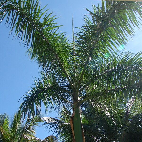 Roystonea borinquena Leaf