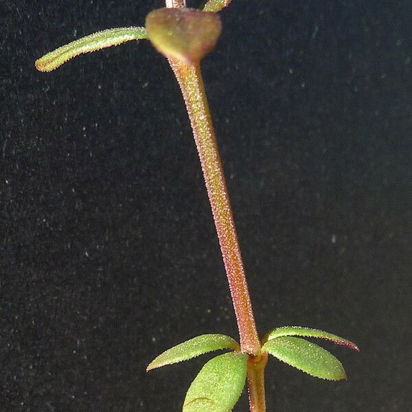 Crucianella latifolia बार्क (छाल)
