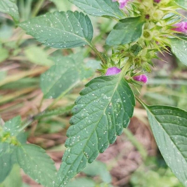 Galeopsis bifida Blatt