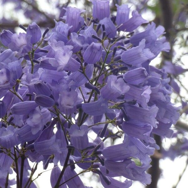 Jacaranda mimosifolia Çiçek