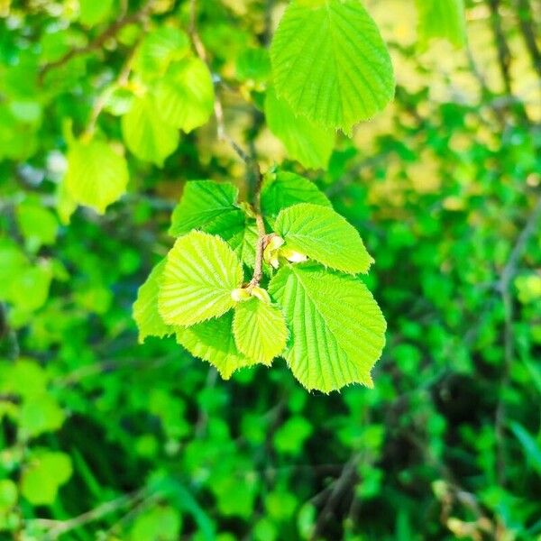 Corylopsis pauciflora Foglia