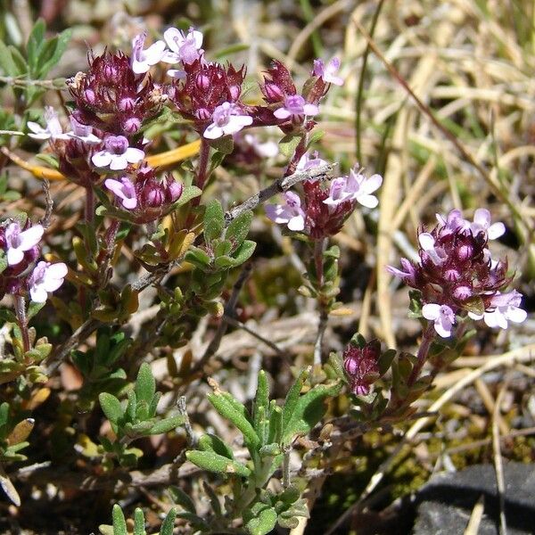 Thymus dolomiticus Otro