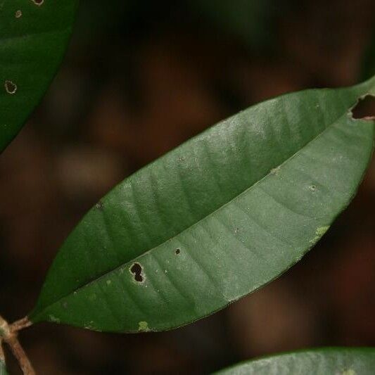 Myrcia decorticans Leaf