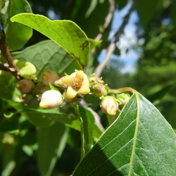 Diospyros lotus Flower