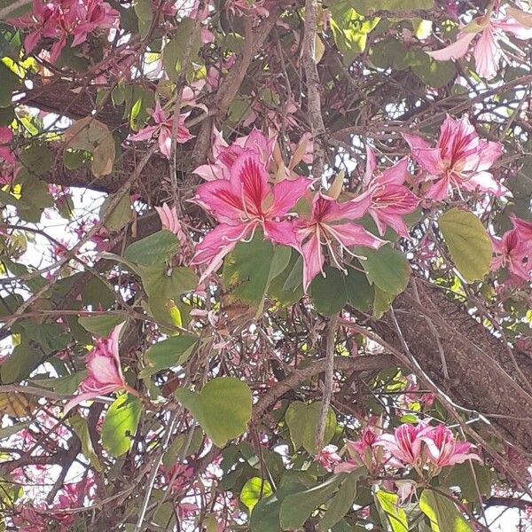 Bauhinia purpurea Цветок