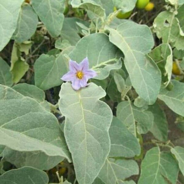Solanum incanum Folha