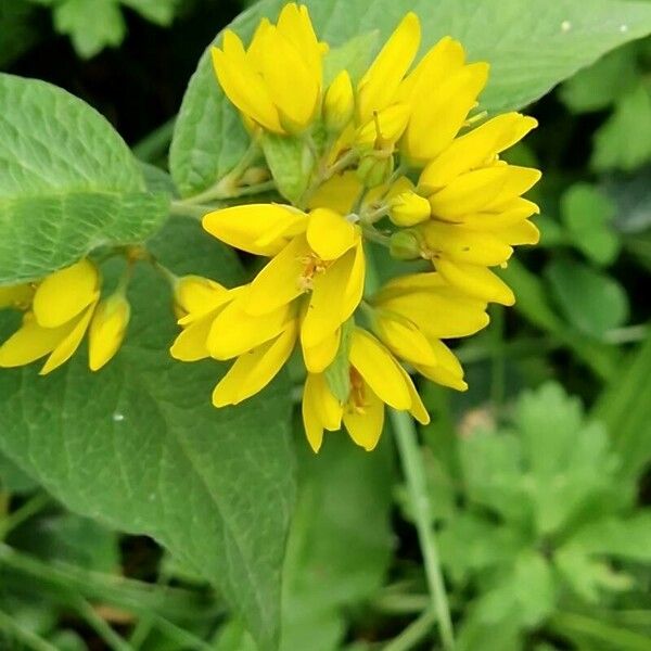 Lysimachia vulgaris Květ