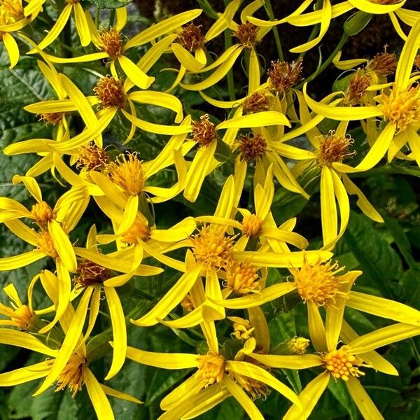 Senecio nemorensis Flower