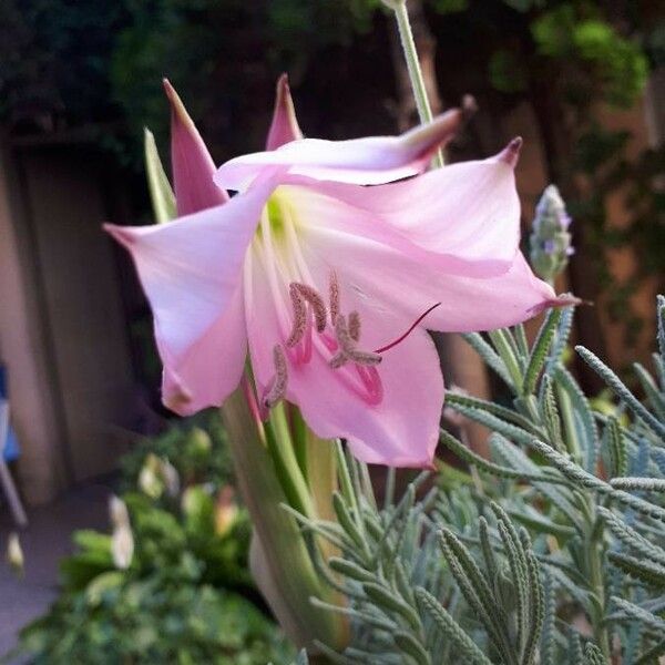 Amaryllis belladonna Bloem