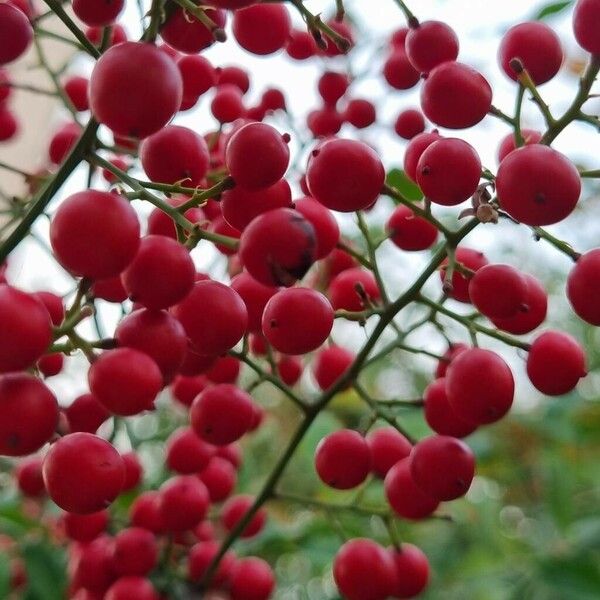 Nandina domestica Плід